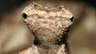 Chamäleonart Brookesia desperata aus Madagaskar. Chamäleons gehören zu den Echsen und damit zu den Reptilien. Zu den Reptilien zählen viele verschiedene Arten mit ganz unterschiedlichen Merkmalen. | Bild: Frank Glaw / picture-alliance/dpa