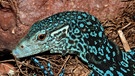 Ein blaugefleckter Baumwaran (Varanus macraei), der auf der Pazifikinsel Neuguinea beheimatet ist. Warane gehören zu den Echsen und damit zu den Reptilien. Zu den Reptilien zählen viele verschiedene Arten mit ganz unterschiedlichen Merkmalen. | Bild: picture-alliance/dpa/Lutz Obelgonner/WWF