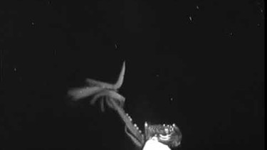 Here Be Monsters: Giant Squid Filmed in America's Backyard: US-Forscher bekamen 2019 einen Riesenkalmar vor die Kamera. | Bild: oceanexplorergov (via YouTube)