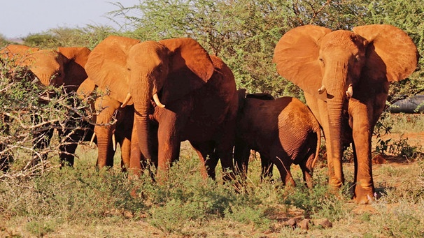 Afrikanische Elefanten im Tsavo East National Park nahe Nairobi. Auf allen Artenschutz-Konferenzen stehen Elefanten im Vordergrund: Wilderei und illegaler Handel von Elfenbein bedrohen das Überleben dieser Tierart. | Bild: dpa-Bildfunk
