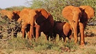 Afrikanische Elefanten im Tsavo East National Park nahe Nairobi. Auf allen Artenschutz-Konferenzen stehen Elefanten im Vordergrund: Wilderei und illegaler Handel von Elfenbein bedrohen das Überleben dieser Tierart. | Bild: dpa-Bildfunk