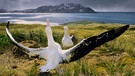 Wander-Albatrosse beim Balztanz auf South-Georgia Island. Die großen Vögel brüten meist auf den kleinen Inseln in den südpolaren Gewässern | Bild: picture-alliance/Photoshot