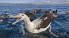 Wander-Albatrosse werden immer weniger: Weltweit leben noch 20.000 erwachsene Tiere (Stand Januar 2020). Sie stehen als gefährdet auf der Roten Liste. | Bild: picture-alliance/Frans Lanting
