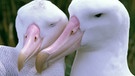 Ein Paar Wander-Albatrosse. Der Wander-Albatros ist monogam und bleibt sein Leben lang mit dem gleichen Brutpartner zusammen. | Bild: picture-alliance/Mary Evans Pi