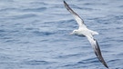 Wander-Albatrosse haben eine Flügelspannweite von mehr als 3,5 Metern und sind - an dieser gemessen - die größten fliegenden Vögel.  | Bild: picture-alliance/All Canada Ph
