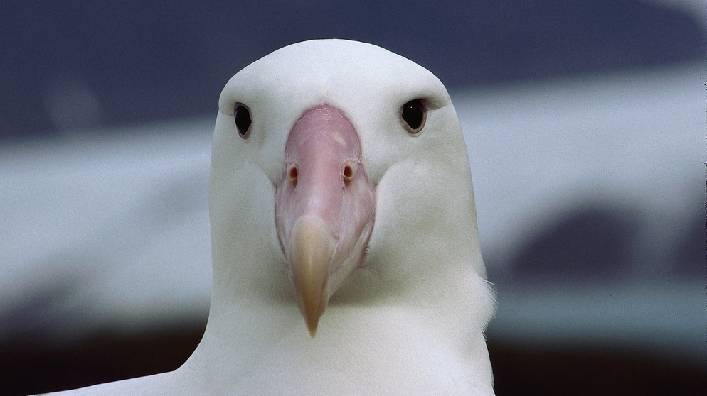 Wander-Albatros blickt in die Kamera: Der Fischjäger wird über einen Meter lang und bis zu sieben Kilogramm schwer. Albatrosse können extrem weite Strecken fliegen und verbringen einen Großteil ihres Lebens auf dem offenen Meer. | Bild: picture-alliance/OKAPIA KG, Ge