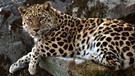 Der Amur-Leopard (Panthera pardus orientalis) ist akut vom Aussterben bedroht: Diese Leopardenart ist fast nur noch in Russland zu finden. 2007 gab es nur noch etwa 20 freilebende Amur-Leoparden, seither hat sich der Bestand erholt: 2015 konnten rund 70 Tiere in freier Wildbahn nachgewiesen werden.  | Bild: picture-alliance/dpa
