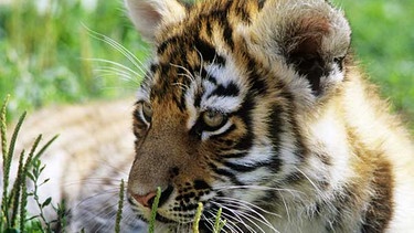 Amur-Tiger (auch: Sibirischer Tiger) stehen längst auf der Roten Liste bedrohter Tierarten. | Bild: WWF