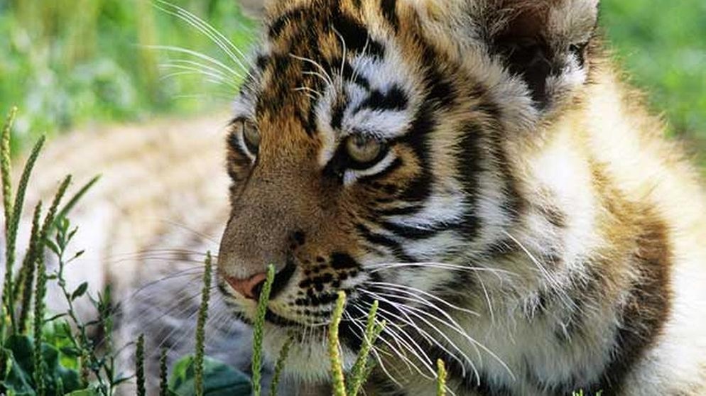 Amur-Tiger (auch: Sibirischer Tiger) stehen längst auf der Roten Liste bedrohter Tierarten. | Bild: WWF
