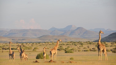 Angolanische Giraffen in Damaraland im Nordwesten von Namibia. Seit 2016 stehen Giraffen als "gefährdet" auf der Roten Liste.  | Bild: Julian Fennessy/CellPressNews/dpa