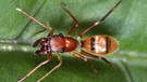Spinne des Jahres 2019: Die Ameisenspringspinne hat einen gedrungenen Körper, ist orangebraun und hat einen schwarzen Kopf.  | Bild: picture-alliance/dpa/G. Kunz