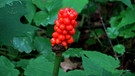 Die Giftpflanze des Jahres 2019: Der Aronstab ist eine giftige Pflanze tropischen Ursprungs mit roten Früchten.  | Bild: picture-alliance/dpa/Hans-Joachim Rech