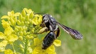 Wildbiene des Jahres 2019: die Senf-Blauschillersandbiene | Bild: Ronald Burger