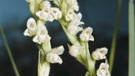Das kriechende Netzblatt, in der Fachsprache auch Goodyera repens genannt, ist "Orchidee des Jahres 2021". | Bild: picture-alliance/dpa/VisualEyze/Fotograf: Kohlhaupt