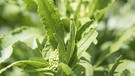 Der Meerettich, in der Fachsprache auch Armoracia Lapathifolia genannt, ist "Heilpflanze des Jahres 2021". | Bild: picture-alliance/dpa/dpa Themendienst/Fotograf: Robert Guenther