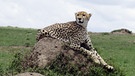 Gepard im Masai-Mara-Nationalpark | Bild: dpa-Bildfunk