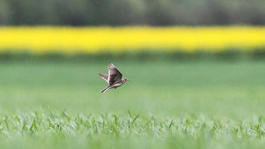 Feldlerche (Alauda arvensis), Altvogel fliegt über Maisfeld im Mai | Bild: picture alliance