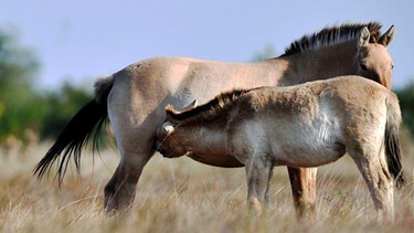Przewalski-Pferd | Bild: picture-alliance/dpa