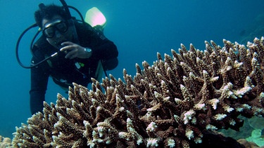 Auch viele Korallen sind bedroht, durch Gewässerverschmutzung und den Klimawandel. | Bild: picture-alliance/dpa