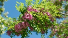 Eine rosa Robinie blüht. Invasive Pflanzenarten gefährden heimische Arten.  | Bild: picture alliance / Zoonar | Heiko Kueverling