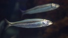 Der Hering (Clupea harengus) wird Fisch des Jahres 2021 | Bild: picture alliance / blickwinkel/F. Hecker | F. Hecker