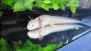 Ein Axolotl im Forschungsinstitut für Molekulare Pathologie in Wien | Bild: dpa-Bildfunk