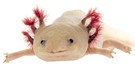 Axolotl (Ambystoma mexicanum) | Bild: picture alliance / imageBROKER