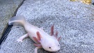 Der Axolotl, auch mexikanischer Schwanzlurch genannt, ist äußerst selten und hat außergewöhnliche Fähigkeiten: Seine Gliedmaßen wachsen nach.  | Bild: picture-alliance/dpa