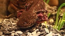 Axolotl, auch mexikanische Schwanzlurche genannt, können ihr Herz, ihr Rückenmark und ihre Gliedmaßen reparieren.  | Bild: picture-alliance/dpa