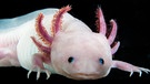 Ein Axolotl im Forschungsinstitut für Molekulare Pathologie in Wien. Der Axolotl hat außergewöhnliche Eigenschaften: Verliert er Körperteile, wachsen sie nach. Deshalb ist der Schwanzluch für die Altersforschung interessant.  | Bild: dpa-Bildfunk/Tkadletz Hannes