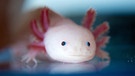 Axolotl (Ambystoma mexicanum). Der Axolotl ist ein wahres Wundertier: Wenn er einen Arm oder ein Bein verliert, wachsen seine Gliedmaßen von selbst wieder nach. Kein Wunder, dass der Lurch viele Wissenschaftler fasziniert - und nicht nur die. | Bild: picture alliance / dpa