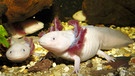 Zwei Axolotl. Der Axolotl ist ein wahres Wundertier: Wenn er einen Arm oder ein Bein verliert, wachsen seine Gliedmaßen von selbst wieder nach. Kein Wunder, dass der Lurch viele Wissenschaftler fasziniert - und nicht nur die. | Bild: picture alliance / Arco Images