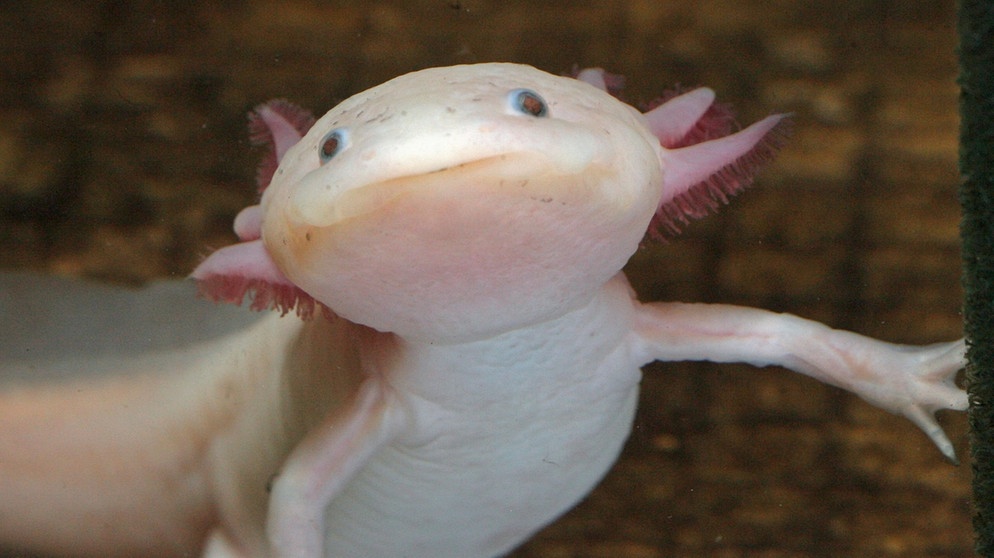 Axolotl. Der Axolotl ist ein wahres Wundertier: Wenn er einen Arm oder ein Bein verliert, wachsen seine Gliedmaßen von selbst wieder nach. Kein Wunder, dass der Lurch viele Wissenschaftler fasziniert - und nicht nur die. | Bild: picture-alliance/ ZB