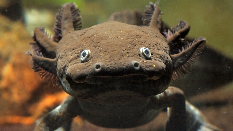 Axolotl. Der Axolotl ist ein wahres Wundertier: Wenn er einen Arm oder ein Bein verliert, wachsen seine Gliedmaßen von selbst wieder nach. Kein Wunder, dass der Lurch viele Wissenschaftler fasziniert - und nicht nur die. | Bild: picture-alliance/dpa