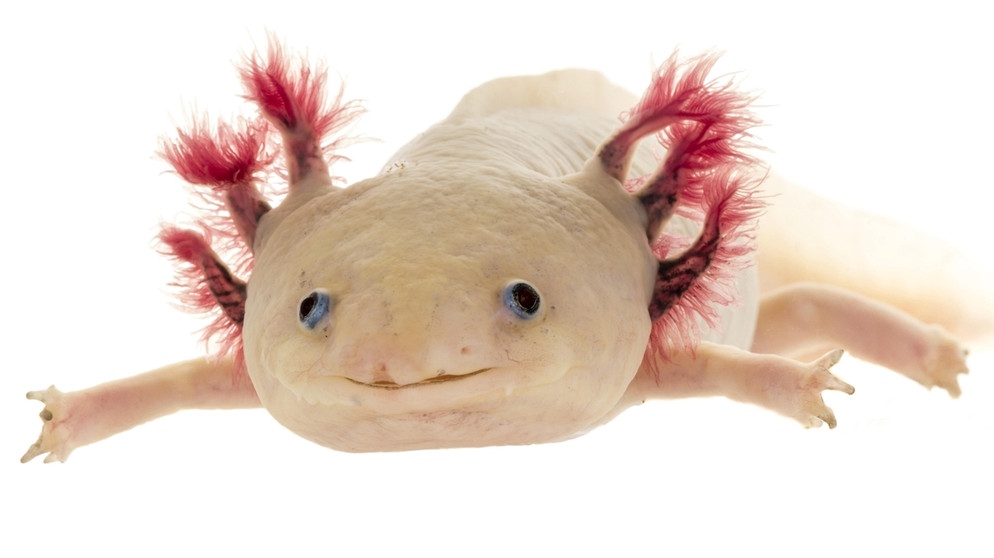 Axolotl (Ambystoma mexicanum). Der Axolotl ist ein wahres Wundertier: Wenn er einen Arm oder ein Bein verliert, wachsen seine Gliedmaßen von selbst wieder nach. Kein Wunder, dass der Lurch viele Wissenschaftler fasziniert - und nicht nur die. | Bild: picture alliance / imageBROKER