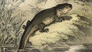 Historische Kreidelithographie mit Axolotl. Der Axolotl ist ein wahres Wundertier: Wenn er einen Arm oder ein Bein verliert, wachsen seine Gliedmaßen von selbst wieder nach. Kein Wunder, dass der Lurch viele Wissenschaftler fasziniert - und nicht nur die. | Bild: picture alliance / akg-images