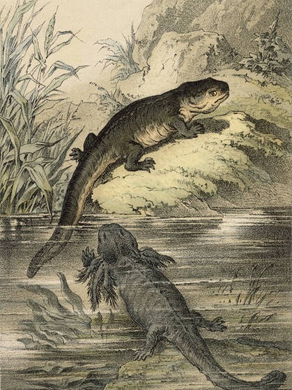 Historische Kreidelithographie mit Axolotl. Der Axolotl ist ein wahres Wundertier: Wenn er einen Arm oder ein Bein verliert, wachsen seine Gliedmaßen von selbst wieder nach. Kein Wunder, dass der Lurch viele Wissenschaftler fasziniert - und nicht nur die. | Bild: picture alliance / akg-images