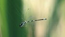 Fledermaus-Azurjungfer (Coenagrion pulchellum) ist in einem Spinnennetz gefangen | Bild: picture-alliance/dpa/blickwinkel/F. Hecker
