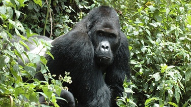 Berggorilla, eine Subspezies des Östlichen Gorillas (Gorilla beringei). Alle Unterarten der Gorillas sind auf der Roten Liste zu finden, obwohl sich der internationale Artenschutz seit Langem um das Überleben der Primaten bemüht. | Bild: Intu Boedhihartono/International Union for Conservation of Nature/dpa 