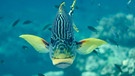 Frontalaufnahme einer Diagonalsüsslippe, Plectorhinchus lineatus, im Korallenriff. Selayar, Südsulawesi, Indonesien | Bild: picture alliance / CHROMORANGE | Bruno Kaegi 