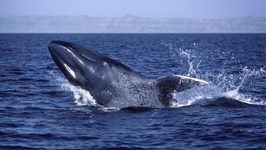 Der Blauwal ist das größte Lebewesen, das es gibt. Noch, denn alle Unterarten des Blauwals sind vom Aussterben bedroht oder gefährdet. | Bild: picture alliance / ZUMAPRESS.com | VW Pics