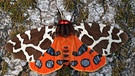 Ein Exemplar der Schmetterlingsart Brauner Bär (Arctia caja), das durch die auffällige Farbe seine Umgebung warnt. Der Braune Bär ist der Schmetterling des Jahres 2021.  | Bild: dpa-Bildfunk/T. Laußmann