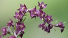 Die Braunrote Stendelwurz (Epipactis atrorubens) ist die Orchidee des Jahres 2022  | Bild: picture alliance | Rainer Hunold