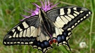 Der «Schwalbenschwanz» ist der Schmetterling des Jahres 2006 (Bund Naturschutz) | Bild: picture-alliance/dpa