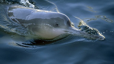 Der Chinesische Flussdelfin (Lipotes vexillifer) ist wohl seit 2007 ausgestorben. | Bild: Institute of Hydrobiology, Wuhan