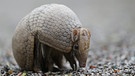 Das Dreibindengürteltier (Tolypeutes tricinctus) steht auf der Roten Liste der IUCN | Bild: picture-alliance/dpa
