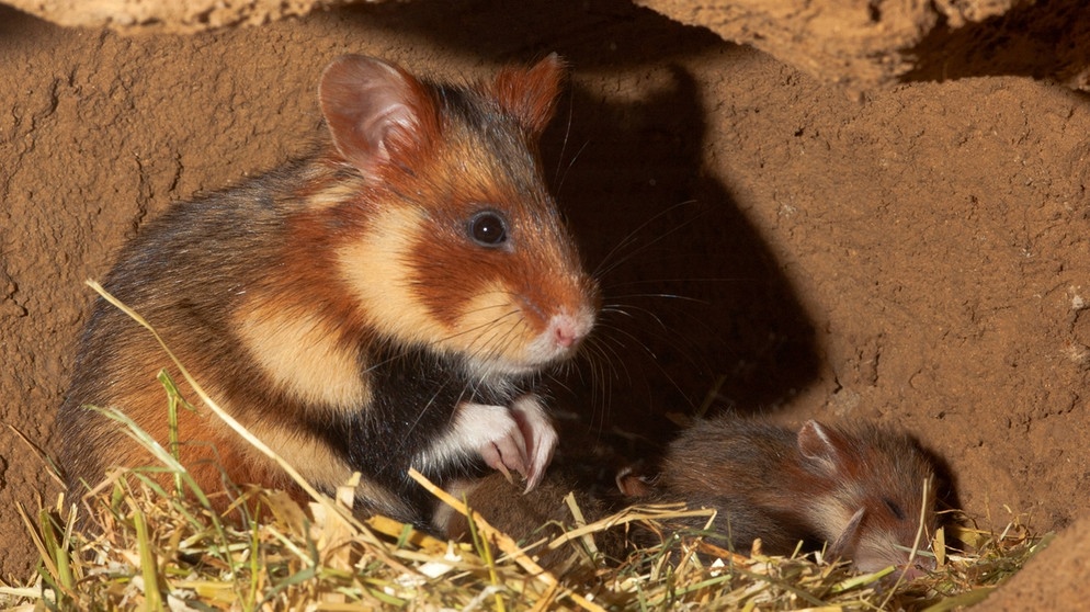 Ein Feldhamster uns sein Junges in einem Hamsterbau. | Bild: picture-alliance/dpa