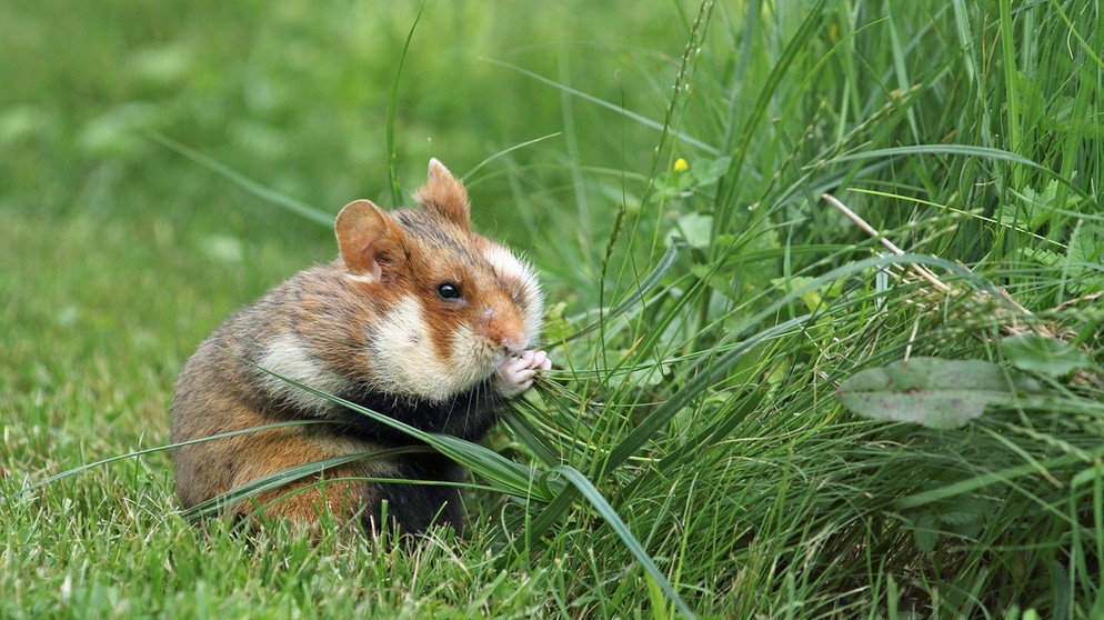 Feldhamster sitzt mit vollen Hamsterbacken auf einer Wiese und frisst Gras. | Bild: picture-alliance/dpa M. Woike