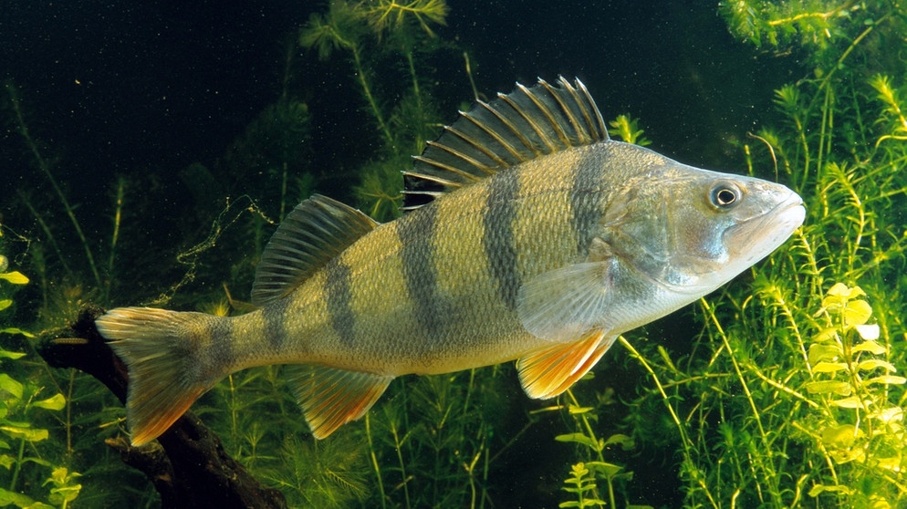 Der Flussbarsch (Perca fluviatilis) ist Fisch des Jahres 2023 | Bild: picture alliance / blickwinkel/F. Hecker