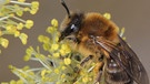 Ein Weibchen der Frühlings-Seidenbiene (Colletes cunicularius) im Blütenstand einer Weide. Die Frühlings-Seidenbiene ist zur Wildbiene des Jahres 2023 gekürt worden. | Bild: Ulrich Maier